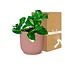 Epipremnum Pinnatum Aureum in ELHO Vibes Fold roze kamerplant 20 cm potmaat 12 cm