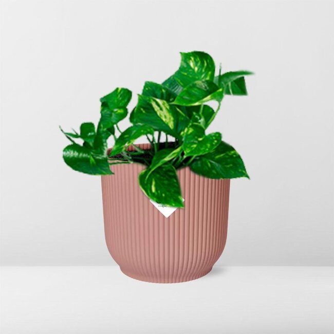 Epipremnum Pinnatum Aureum in ELHO Vibes Fold roze kamerplant 20 cm potmaat 12 cm