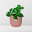 Epipremnum Pinnatum Aureum in ELHO Vibes Fold pink houseplant 20 cm pot size 12 cm