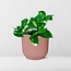 Epipremnum Pinnatum Aureum in ELHO Vibes Fold roze kamerplant 20 cm potmaat 12 cm