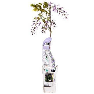 Koning Bamboe Wisteria sinensis Caroline Purple Rain tuinplant 65 cm
