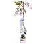 Wisteria sinensis Caroline Purple Rain tuinplant 65 cm potmaat 15 cm