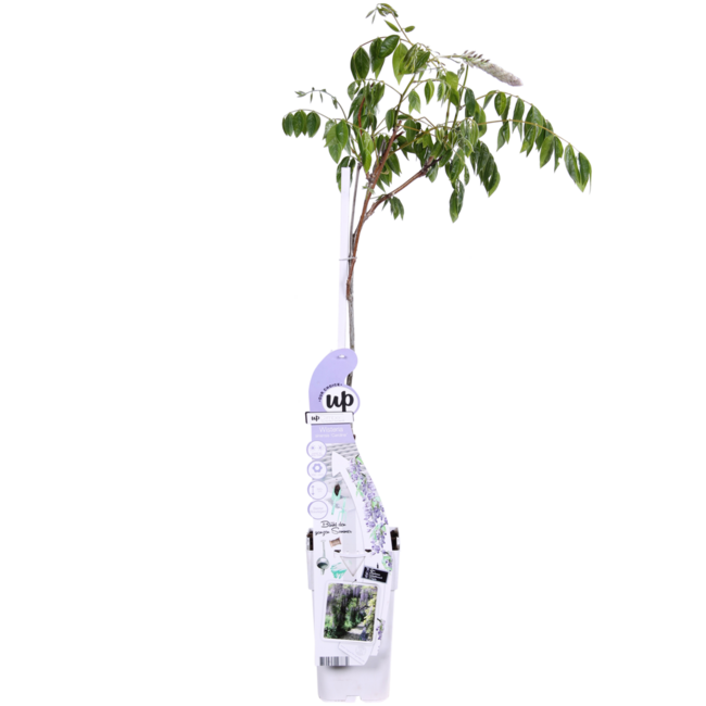 Wisteria sinensis Caroline Purple Rain garden plant 65 cm pot size 15 cm