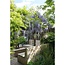 Wisteria sinensis Caroline Purple Rain tuinplant 65 cm potmaat 15 cm