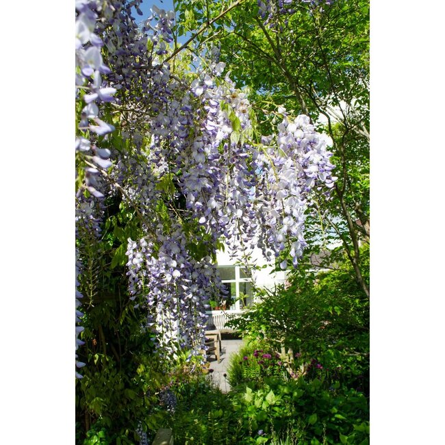 Wisteria sinensis Caroline Purple Rain garden plant 65 cm pot size 15 cm