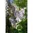Wisteria sinensis Caroline Purple Rain garden plant 65 cm pot size 15 cm