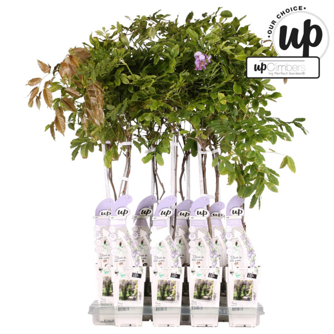 Wisteria sinensis Caroline Purple Rain garden plant 65 cm pot size 15 cm