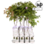 Wisteria sinensis Caroline Purple Rain Gartenpflanze 65 cm Topfmaß 15 cm