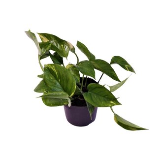 Koning Bamboe Scindapsus (Epipremnum) Aureum Zimmerpflanze 25 cm