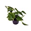 Scindapsus (Epipremnum) Aureum kamerplant 25 cm potmaat 12 cm