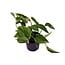 Scindapsus (Epipremnum) Aureum Zimmerpflanze 25 cm Topfmaß 12 cm