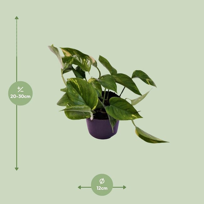 Scindapsus (Epipremnum) Aureum kamerplant 25 cm potmaat 12 cm