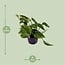 Scindapsus (Epipremnum) Aureum houseplant 25 cm pot size 12 cm
