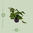 Scindapsus (Epipremnum) Aureum kamerplant 25 cm potmaat 12 cm
