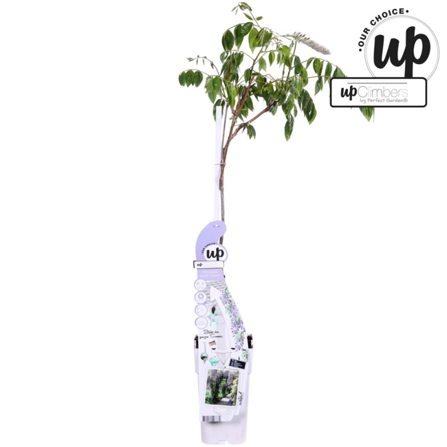 Wisteria sinensis Caroline Purple Rain tuinplant 65 cm potmaat 15 cm