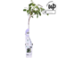 Wisteria sinensis Caroline Purple Rain garden plant 65 cm pot size 15 cm