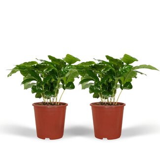 Koning Bamboe Coffea Arabica (Coffee Plant) plant set 2 plants 25 cm