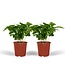 Coffea Arabica (Coffee Plant) plantenset 2 stuks 25 cm potmaat 12 cm