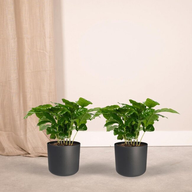 Coffea Arabica (Coffee Plant) plantenset 2 stuks 25 cm potmaat 12 cm