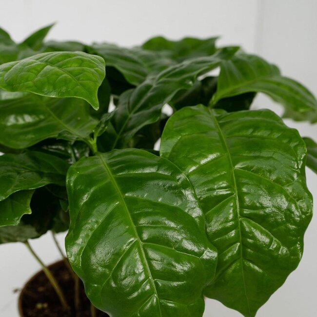 Coffea Arabica (Coffee Plant) plantenset 2 stuks 25 cm potmaat 12 cm