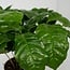 Coffea Arabica (Coffee Plant) plant set 2 plants 25 cm pot size 12 cm