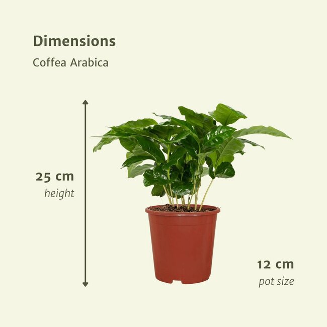 Coffea Arabica (Coffee Plant) plantenset 2 stuks 25 cm potmaat 12 cm