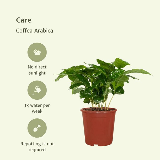 Coffea Arabica (Coffee Plant) plant set 2 plants 25 cm pot size 12 cm