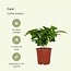 Coffea Arabica (Coffee Plant) plantenset 2 stuks 25 cm potmaat 12 cm