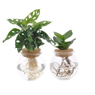 Koning Bamboe Bolglas Duo Monstera Adansonii/Clusia plantenset 2 stuks