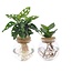 Bolglas Duo Monstera Adansonii/Clusia plantenset 2 stuks