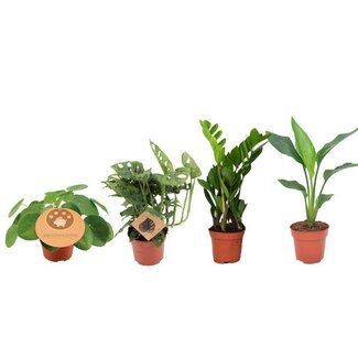 Koning Bamboe Plantbox plantenset 4 stuks 30 cm