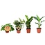 Plantbox plantenset 4 stuks 30 cm potmaat 12 cm