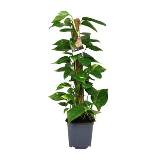 Koning Bamboe Scindapsus Epipremnum houseplant 80 cm