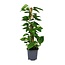 Scindapsus Epipremnum kamerplant 80 cm potmaat 19 cm