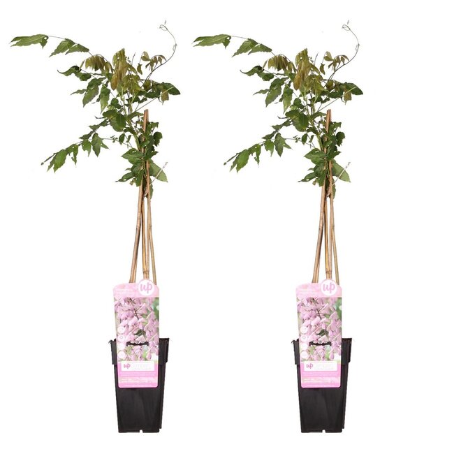 Wisteria floribunda Rosea plantenset 2 stuks 65 cm potmaat 15 cm