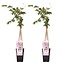 Wisteria floribunda Rosea plantenset 2 stuks 65 cm potmaat 15 cm