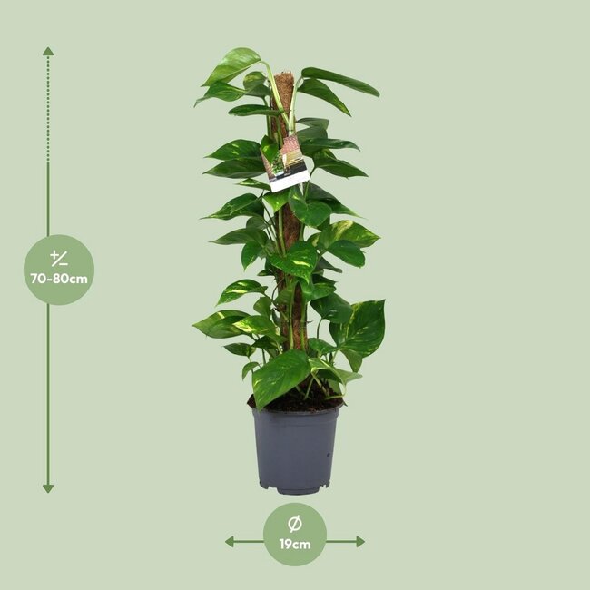 Scindapsus Epipremnum houseplant 80 cm pot size 19 cm
