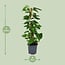 Scindapsus Epipremnum houseplant 80 cm pot size 19 cm