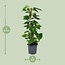 Scindapsus Epipremnum kamerplant 80 cm potmaat 19 cm