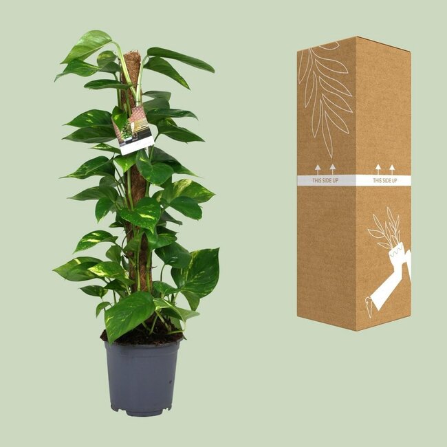 Scindapsus Epipremnum houseplant 80 cm pot size 19 cm