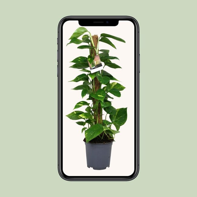 Scindapsus Epipremnum Zimmerpflanze 80 cm Topfmaß 19 cm