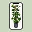 Scindapsus Epipremnum houseplant 80 cm pot size 19 cm