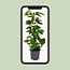 Scindapsus Epipremnum Zimmerpflanze 80 cm Topfmaß 19 cm