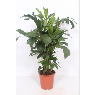 Koning Bamboe Caryota Mitis kamerplant 110 cm