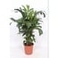 Caryota Mitis kamerplant 110 cm potmaat 24 cm