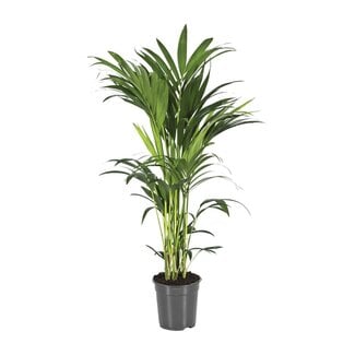 Koning Bamboe Howea Forsteriana kamerplant 80 cm
