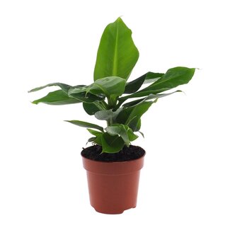 Koning Bamboe Musa Oriental Dwarf Zimmerpflanze 60 cm