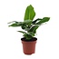 Musa Oriental Dwarf kamerplant 60 cm potmaat 12 cm