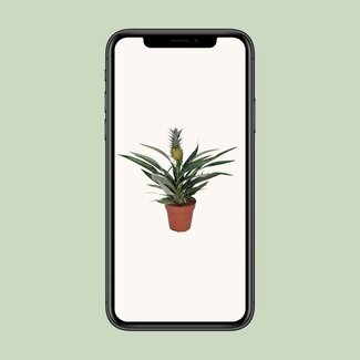 Koning Bamboe Bromelia Pineapple kamerplant 30 cm