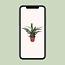 Bromelia Pineapple kamerplant 30 cm potmaat 12 cm